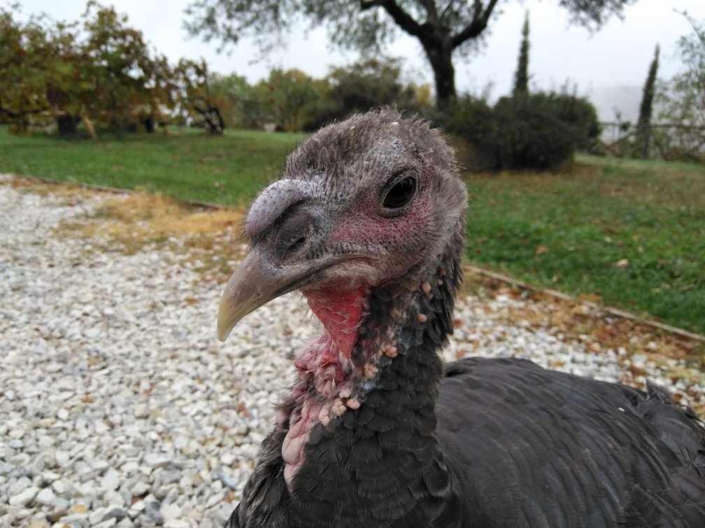 グッビオ Agriturismo Montesalceヴィラ エクステリア 写真